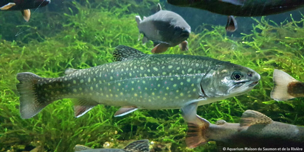 une aquarium maison du saumon • Auberge de l'Allagnonette